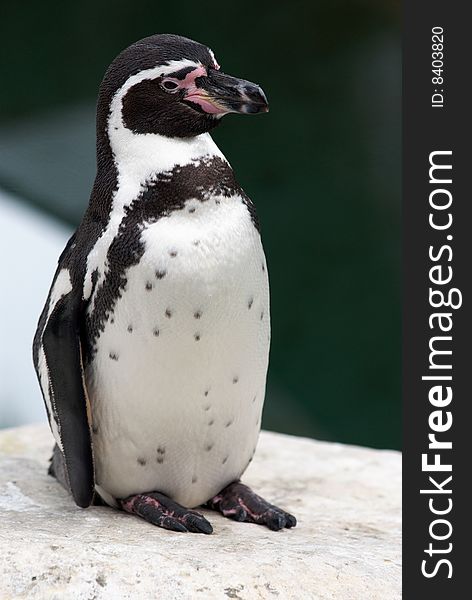 A lone penguin stands on rocks along the shoreline. A lone penguin stands on rocks along the shoreline