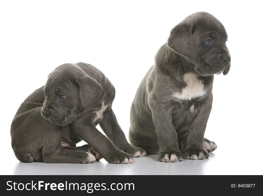 Puppy italian mastiff cane corso