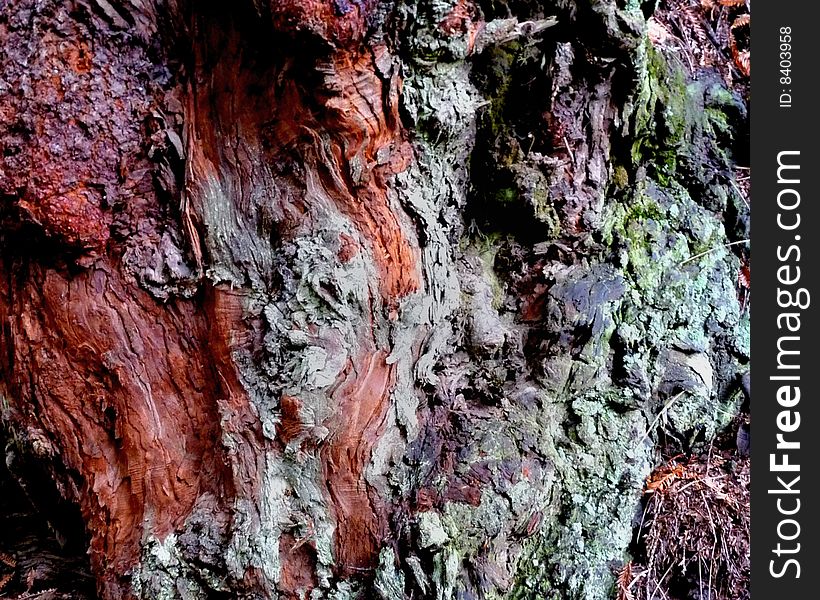 I found this colorful, textured tree bark along a patch on the Mendocino Coast Line. I found this colorful, textured tree bark along a patch on the Mendocino Coast Line
