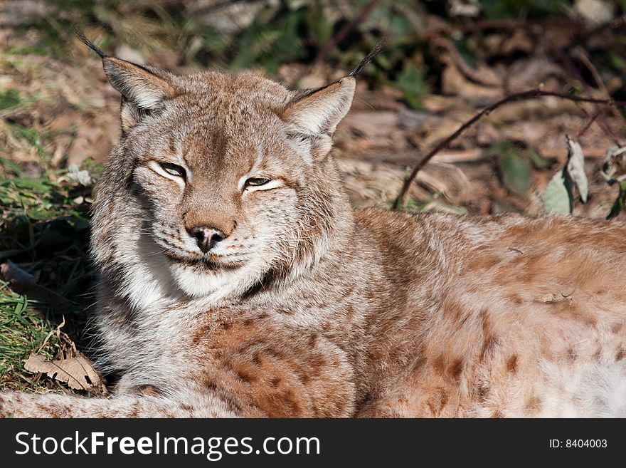 Eurasian Lynx at the zoo lying on grass and leaves in winter