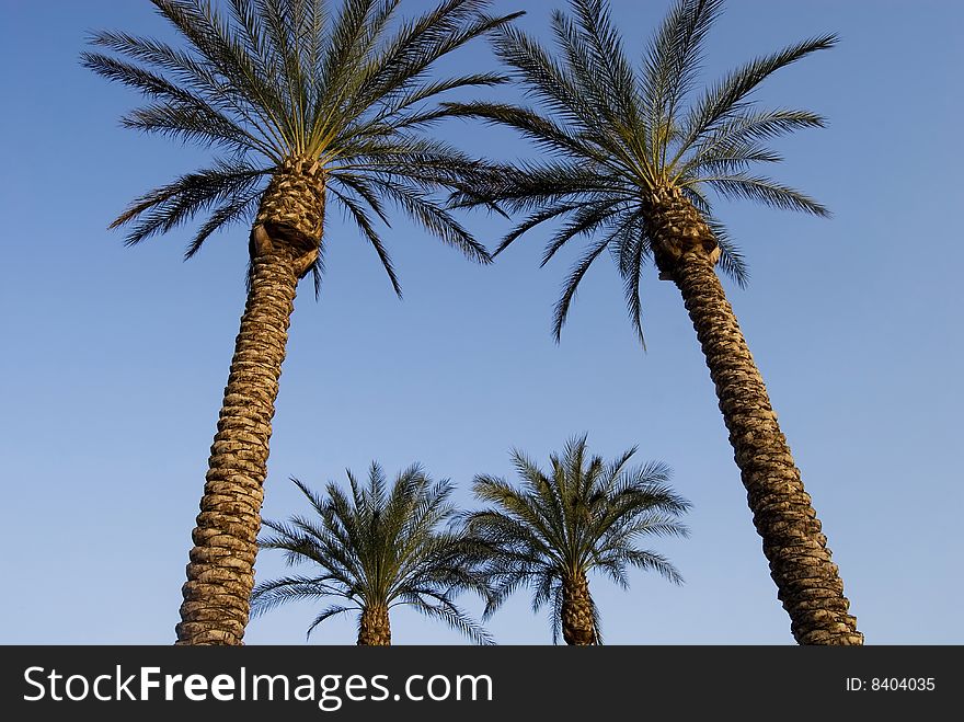 Rows of palm trees against a bright blue sky, outside the walls of historic Jerusalem, Israel. Rows of palm trees against a bright blue sky, outside the walls of historic Jerusalem, Israel.