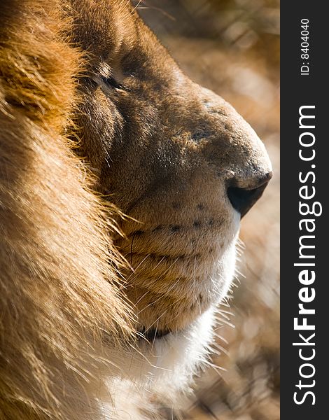 African Lion portrait, side view. African Lion portrait, side view