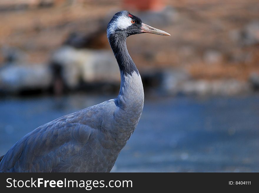 A gray crane was standing on the ice surface with staring.