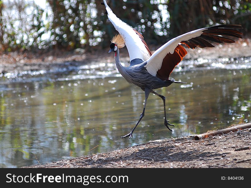 A African crowned crane was running.