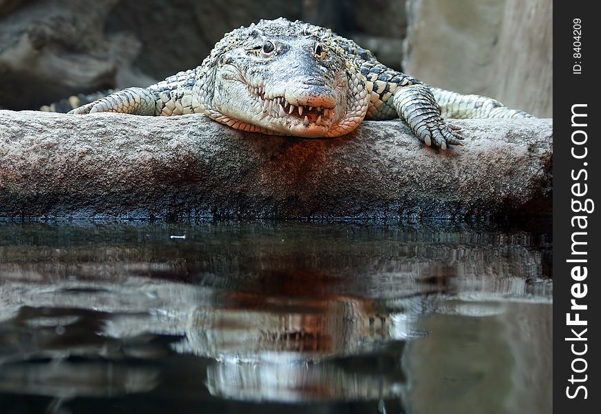 Cuban Crocodile lying on the bank of pool