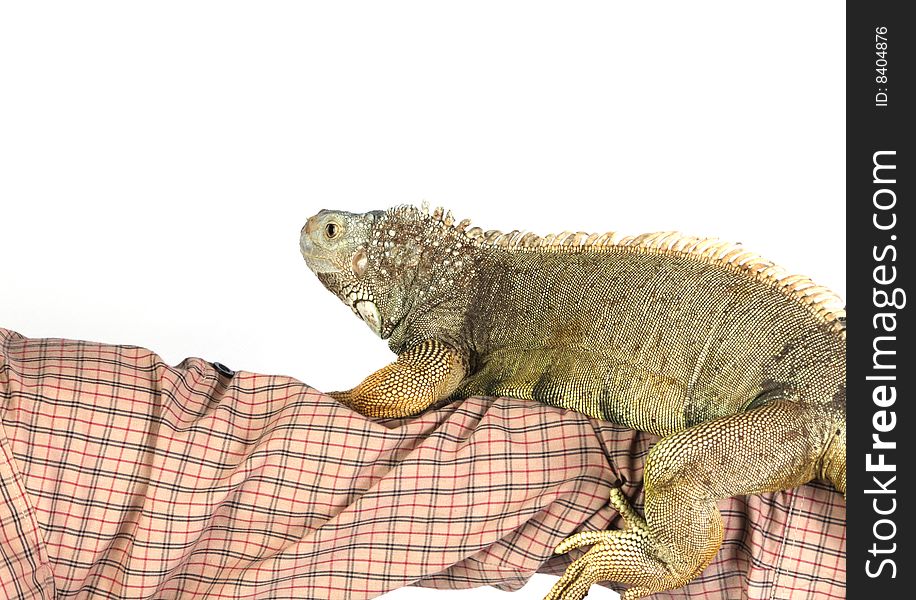 Iguana