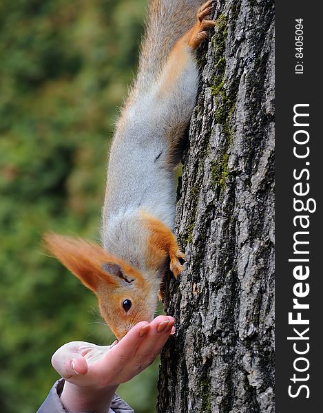 Wild squirrel eats from a hand. Wild squirrel eats from a hand