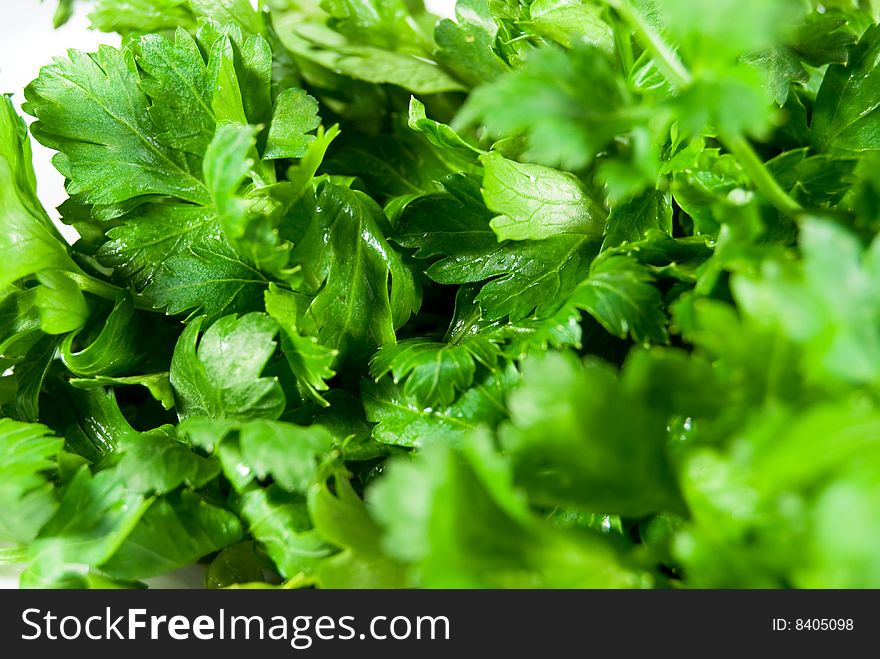 Green fresh parsley close-up