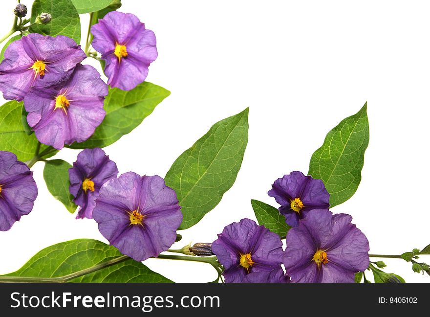 Beautiful violet tropical flowers on white background.