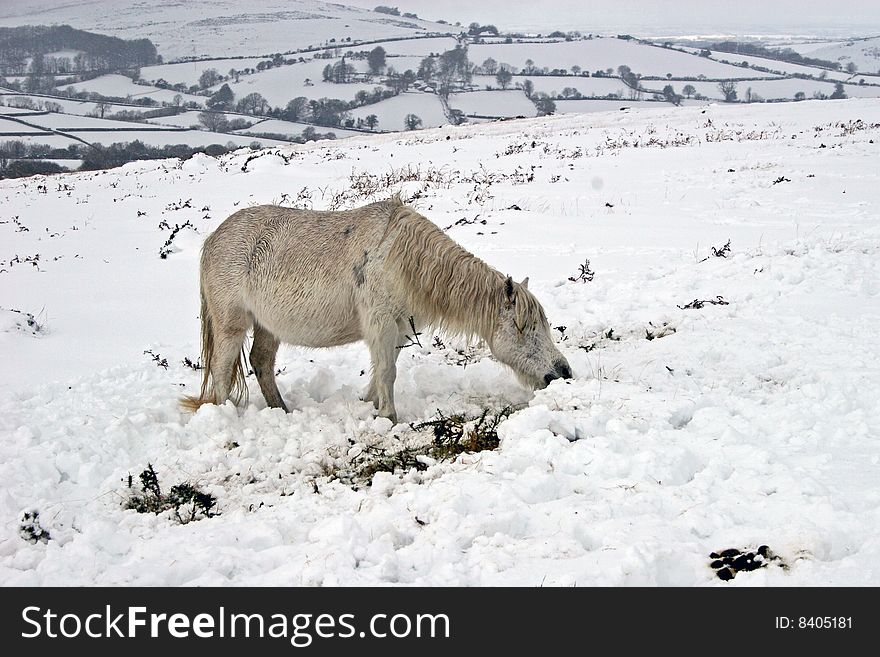 Dartmoor wild pony foraging in the snow. Dartmoor wild pony foraging in the snow