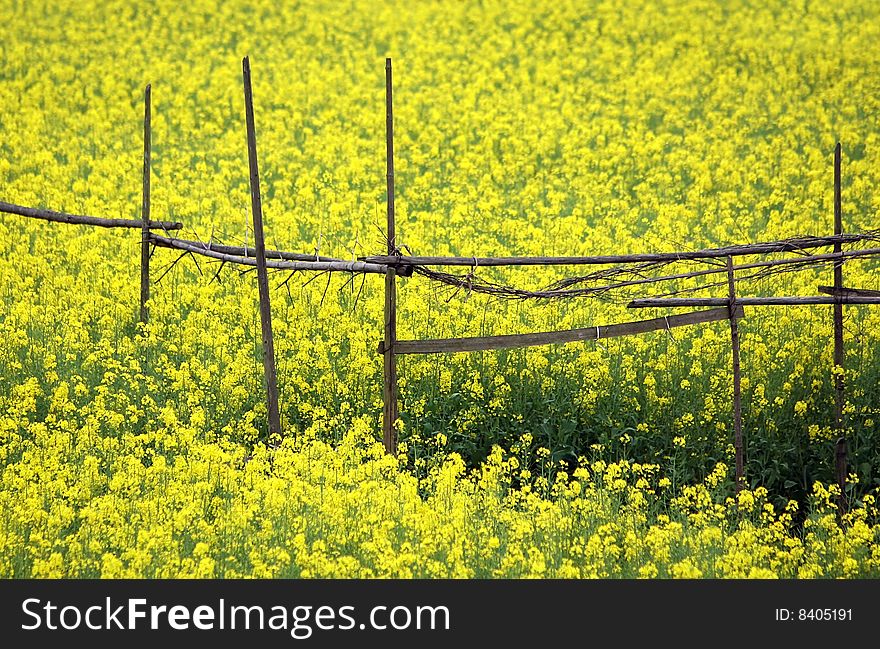 Spring landscape with yellow field. Spring landscape with yellow field.