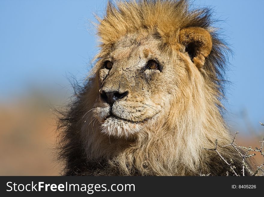 Portrait of male lion; Panthera leo; South Africa