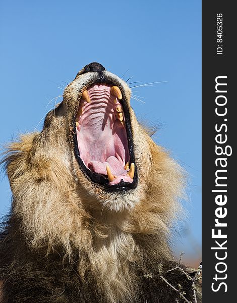 Portrait of yawning male lion; Panthera leo; South Africa