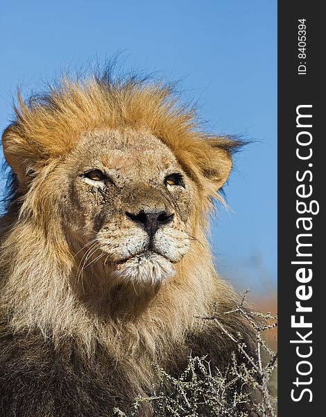 Portrait of male lion; Panthera leo; South Africa