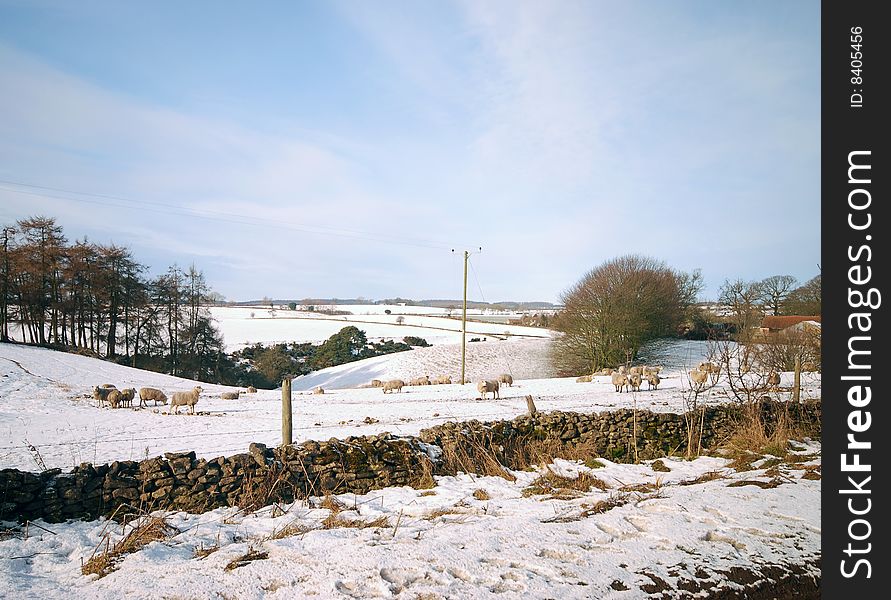 Sheep in snow covered farmland in Yorkshire scenic. Sheep in snow covered farmland in Yorkshire scenic