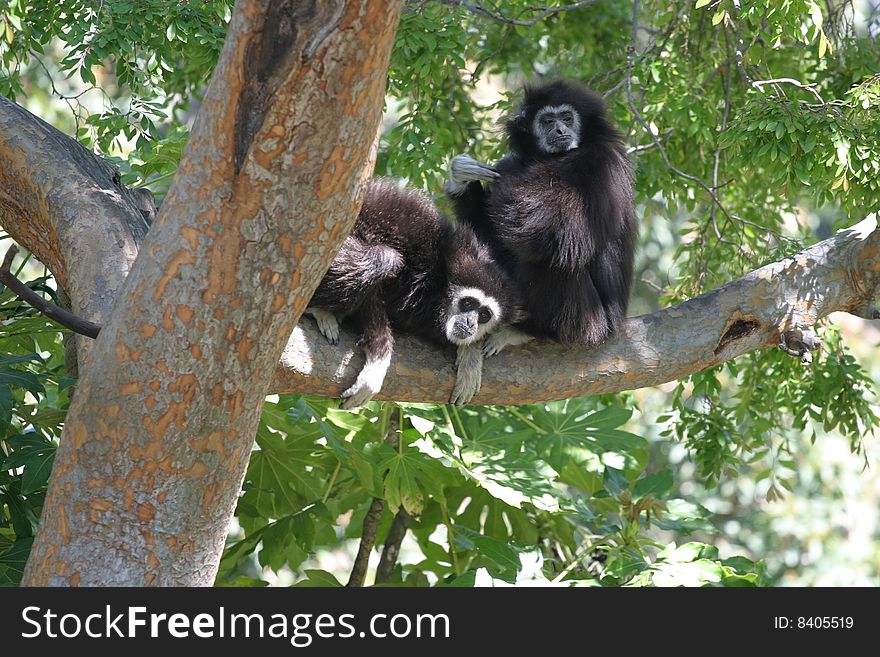A 25 year-old female and 23 year-old female gibbon, with the female grooming the male. A 25 year-old female and 23 year-old female gibbon, with the female grooming the male.