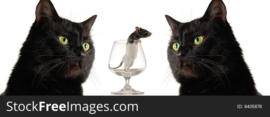 Cat and rat on a white background