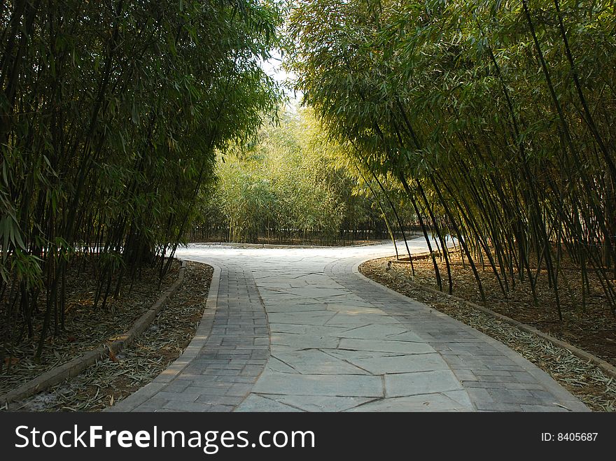 A bamboo forest in a park