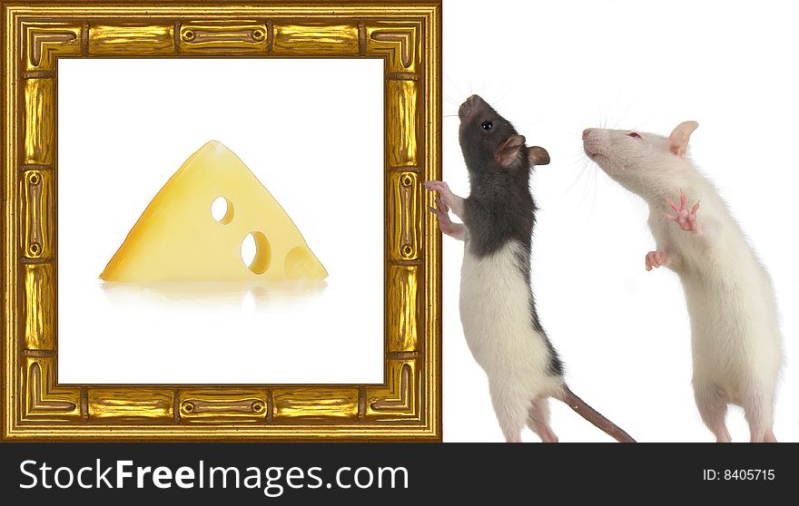 Rat on a white background