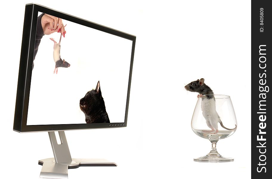 Rat on a background of the monitor