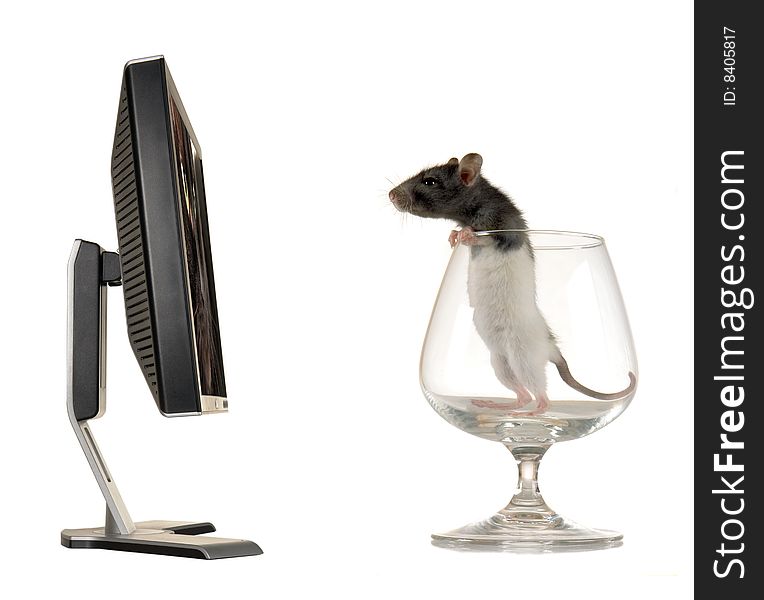 Rat on a background of the monitor