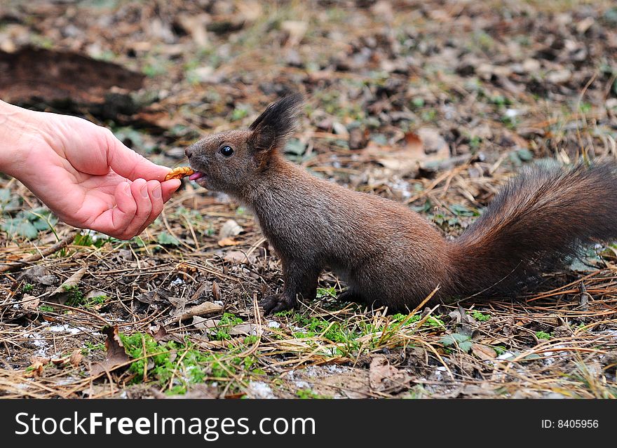 Hand feeding a red squirrel with nuts