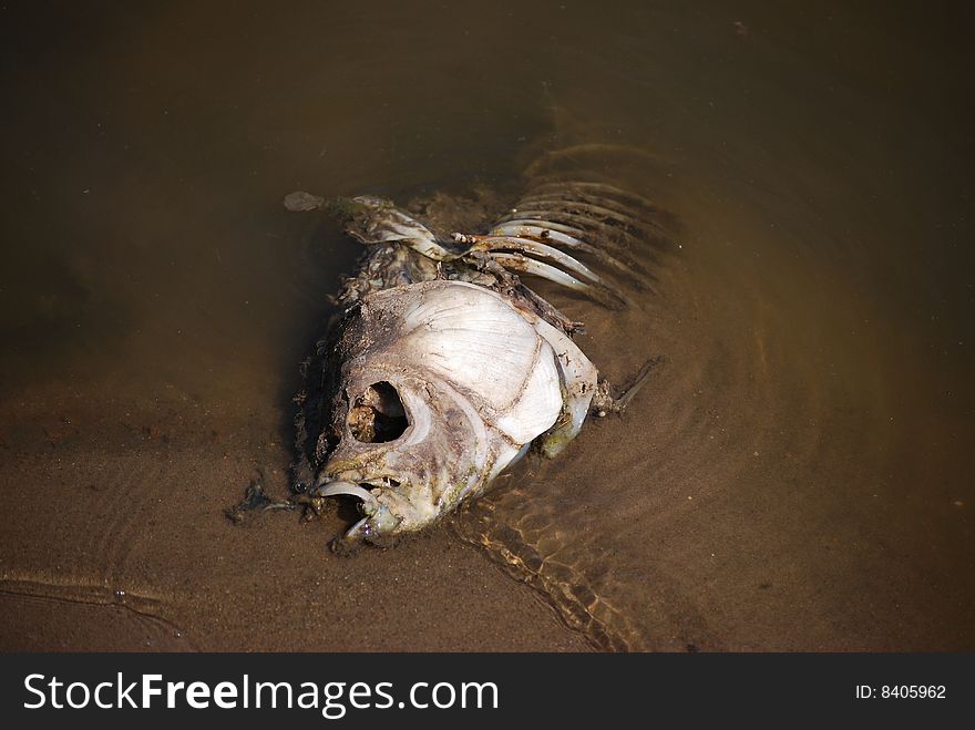 Dead fish in a lake. Dead fish in a lake