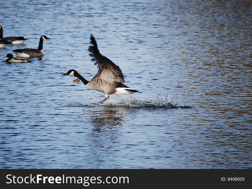 Canadian goose making a splash landing. Canadian goose making a splash landing