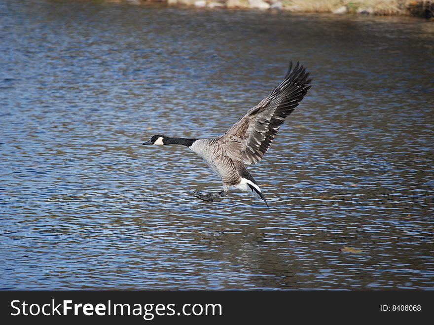 Canadian goose landing in a lake