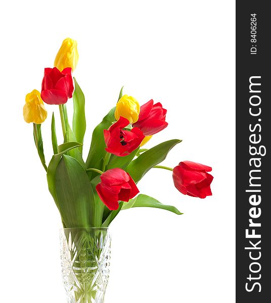Red and yellow tulips isolated on white