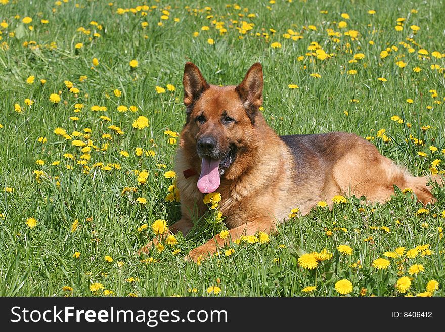 German Shepard in the grass