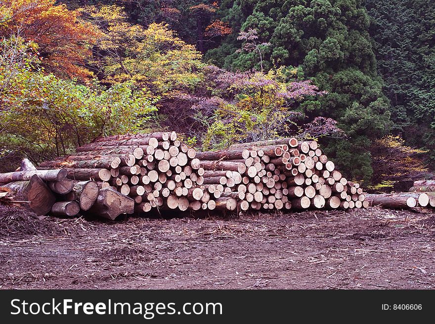 A pile of logs recently harvested