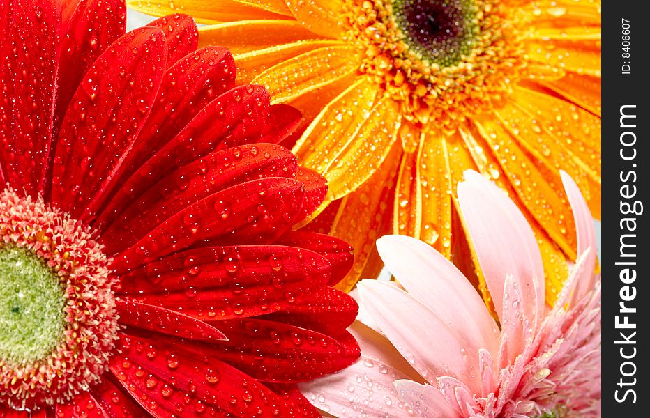 Closeup photo of three daisy-gerbera with water drops