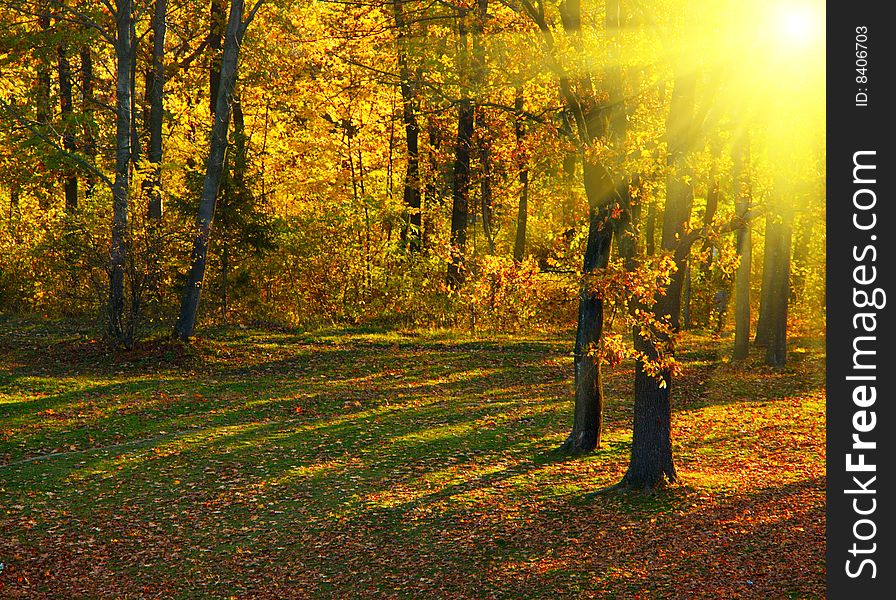 Autumn in the park on sunny day