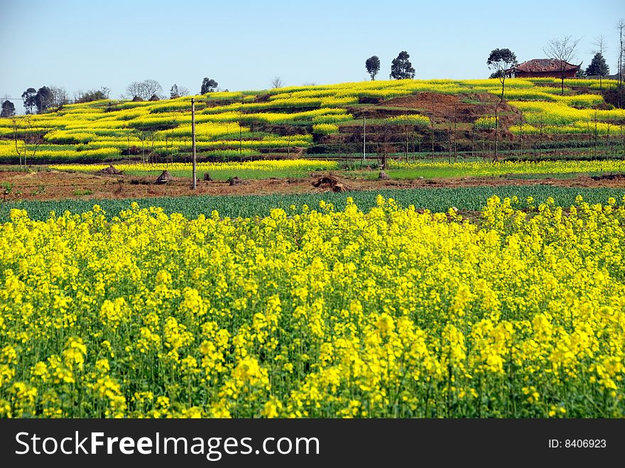 Pengzhou, China: Fields Of Yellow Rapeseed