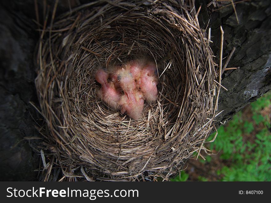 Nestlings in a jack on a tree