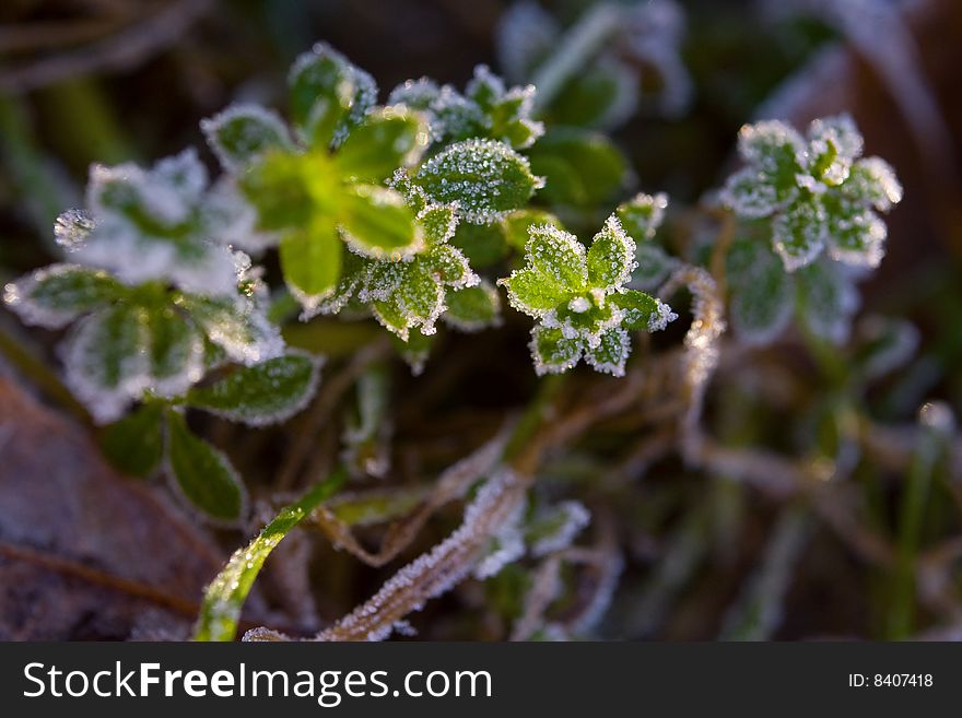 Green Plants Covered By Hoarfrost