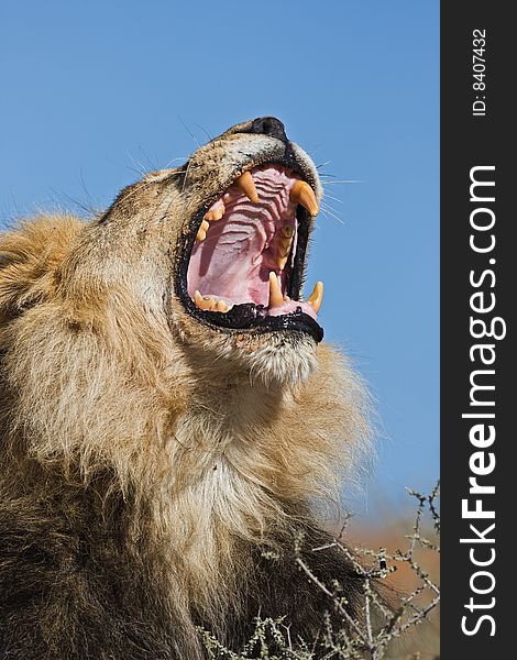 Portrait of yawning male lion; Panthera leo; South Africa