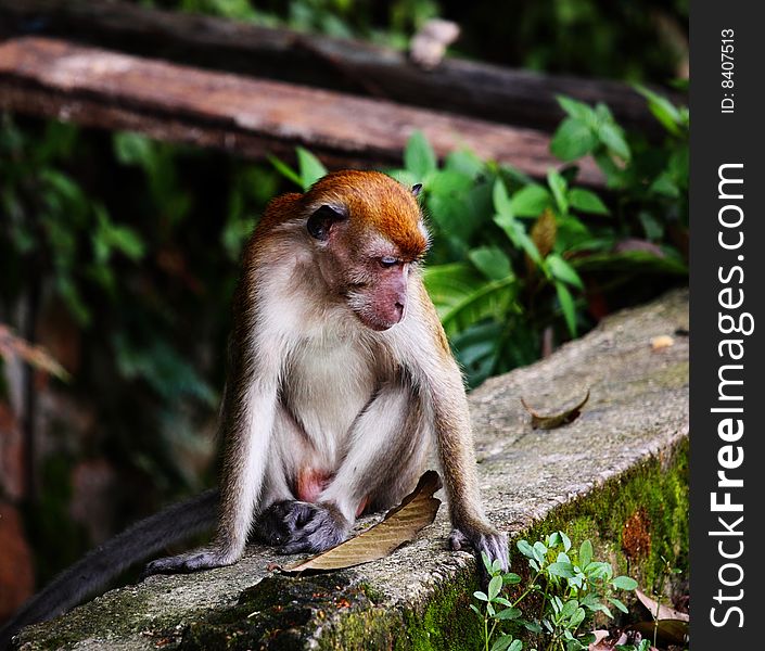 Cynomolgus monkey is a monkey species of rain forest in Malaysia. But now, the over-exploitation of the forest cause it move to our residential area even to the town area. So, you can easily spot it when you travel to Malaysia.