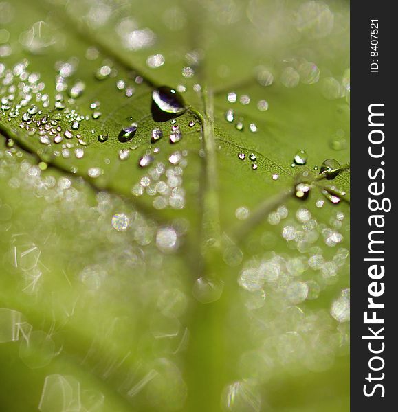 Leaf closeup texture with drops. Leaf closeup texture with drops