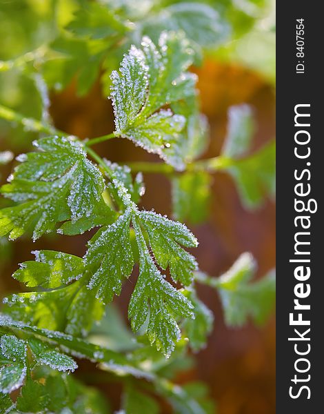 Green plants covered by hoarfrost