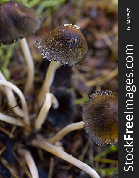 Brown mushrooms over grass with dew drops. Brown mushrooms over grass with dew drops