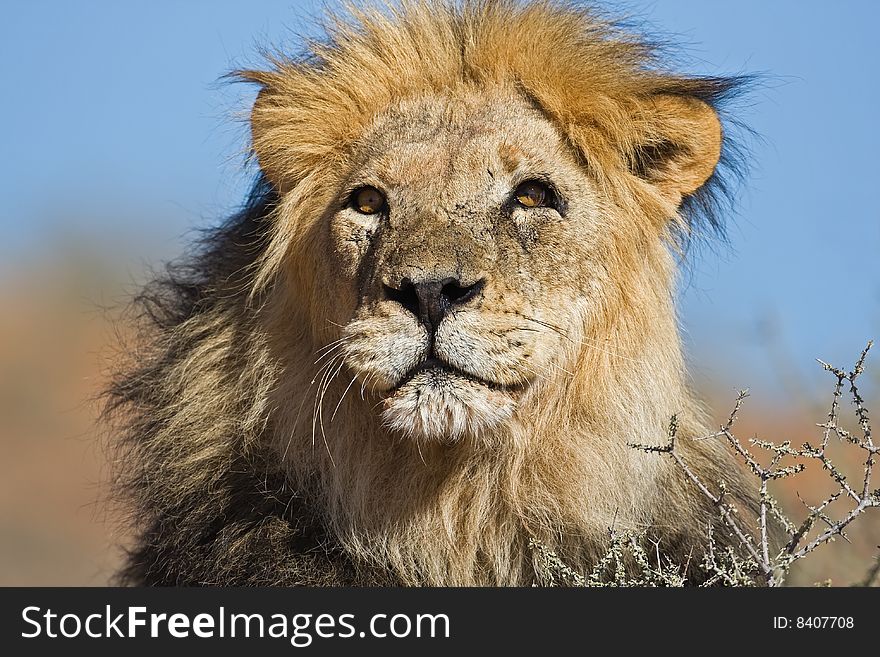 Portrait of male lion; Panthera leo; South Africa