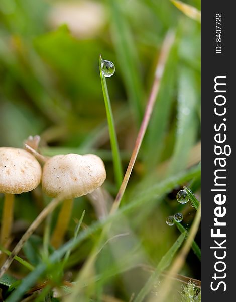 White mushrooms over grass with dew drops. White mushrooms over grass with dew drops