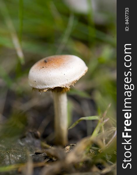 White mushroom macro shot