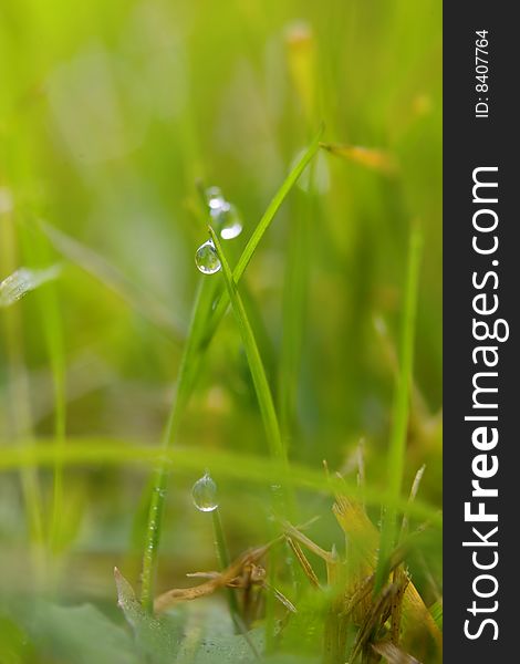 Green Grass With Dew Drops