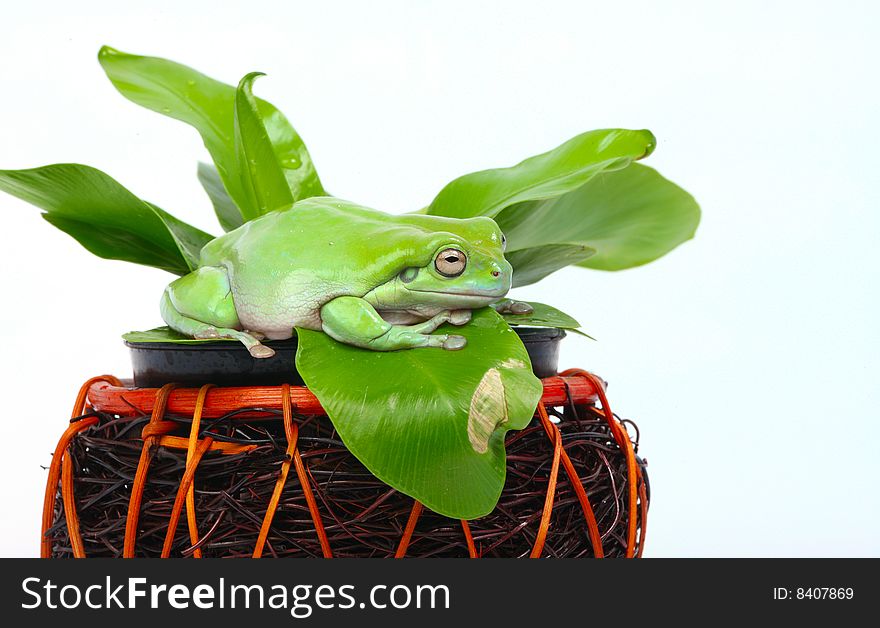 Green Tree Frog