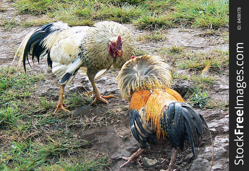 Outdoor and completely spontaneous rooster fight in the countryside of Laos