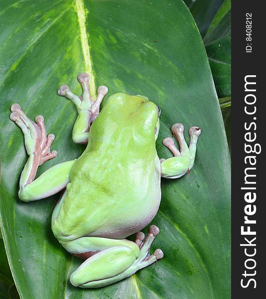 Green Tree Frog