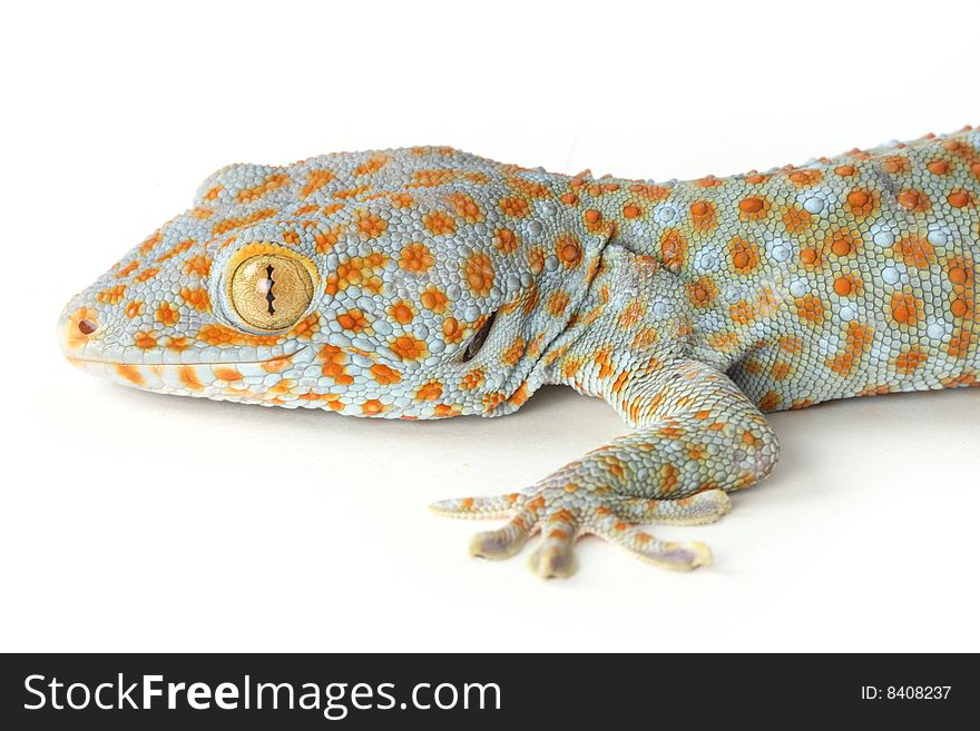 Gecko